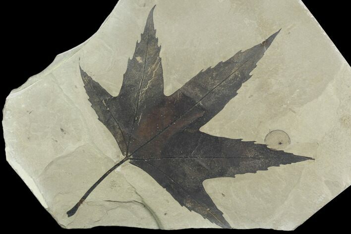 Fossil Sycamore Leaf with Incredible Preservation - Utah #130449